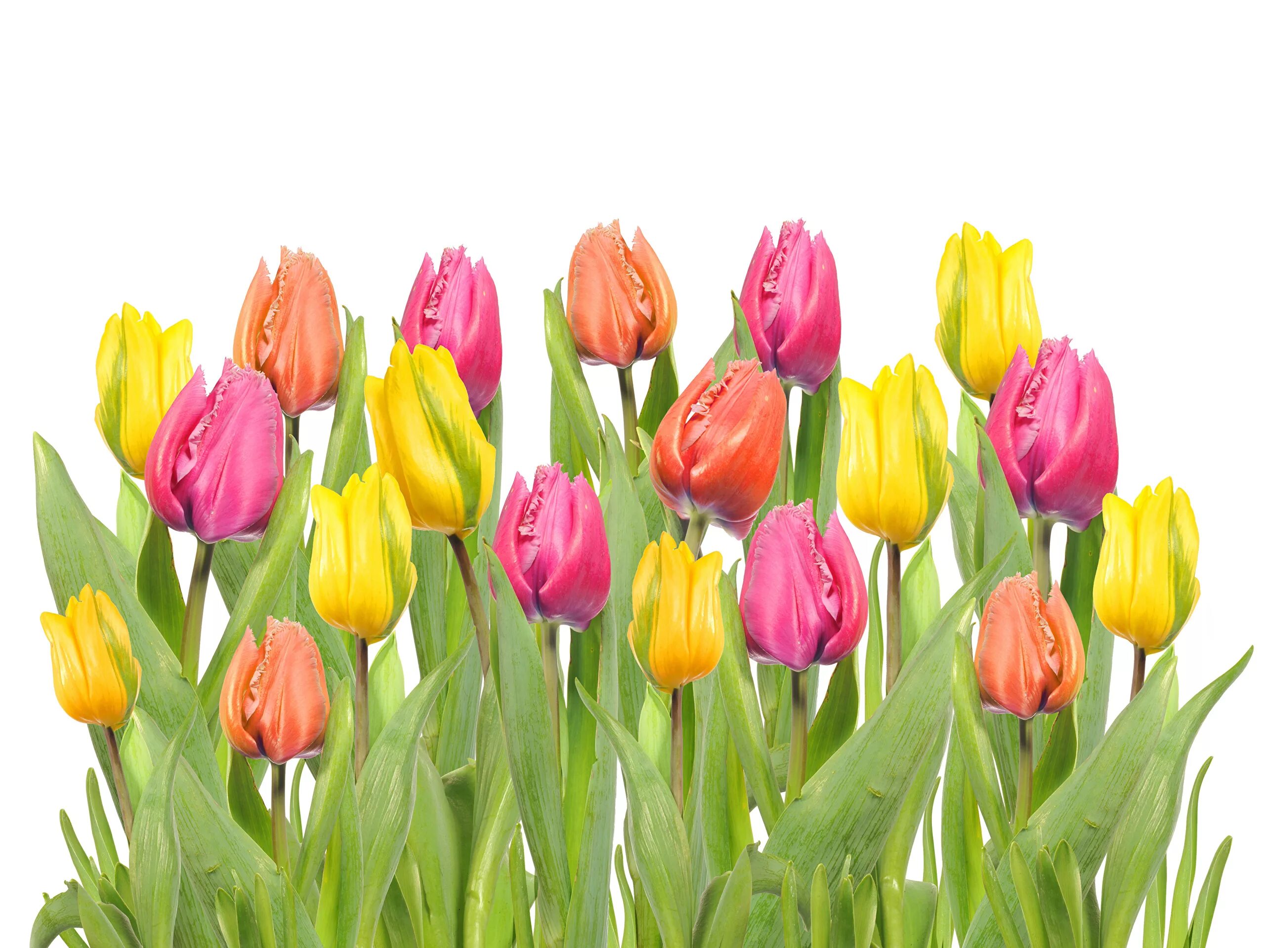 Тюльпаны фон пнг. Тюльпаны фон пнг. Тюльпаны на белом фоне. Тюльпаны на прозрачном фоне. Тюльпаны фон.