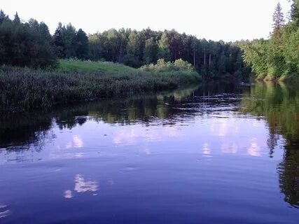 Пижма нижегородская область