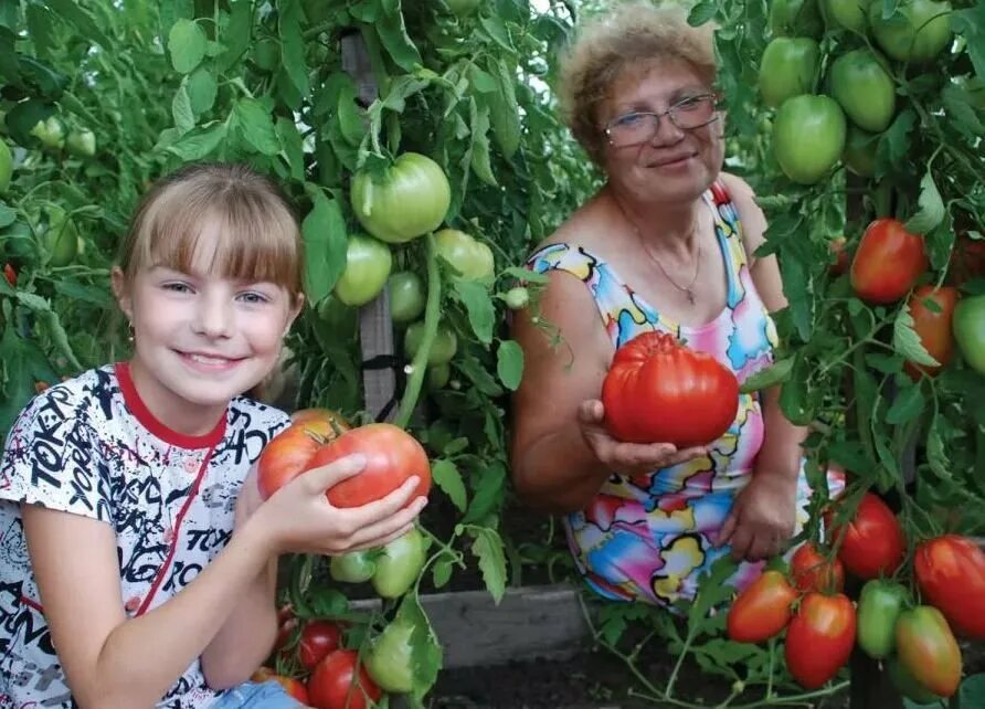 Семена томатов рязань. Помидоры Натальи Щербининой.