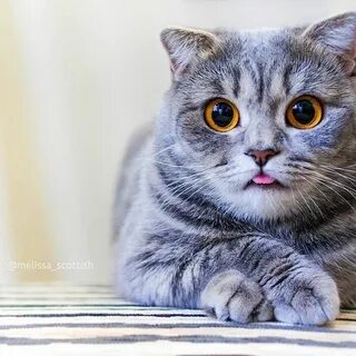 Кошка очень часто