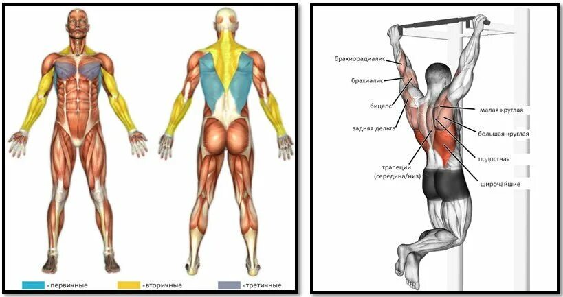 Подтягивания схема мышц. Подтягивания мышцы задействованы. Мышцы задействованные при подтягивании. Группы мышц задействованные при подтягивании.