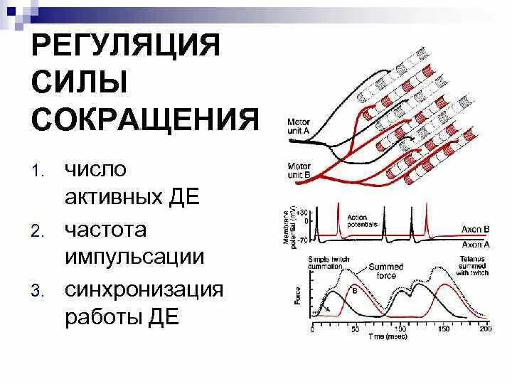 Механизм регуляции силы сокращения мышц. Опишите механизм регуляции силы сокращения мышц. Регуляция силы сокращения скелетной мышцы. Снижение силы мышечных сокращений это. Сокращение мышц и работа сердца