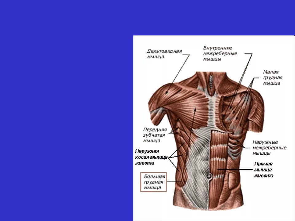Мышечная система диафрагма. Мышцы туловища спереди и их функции. Роль мышц туловища спереди. Мышцы туловища спереди прикрепление. Мышцы туловища спереди функции кратко.