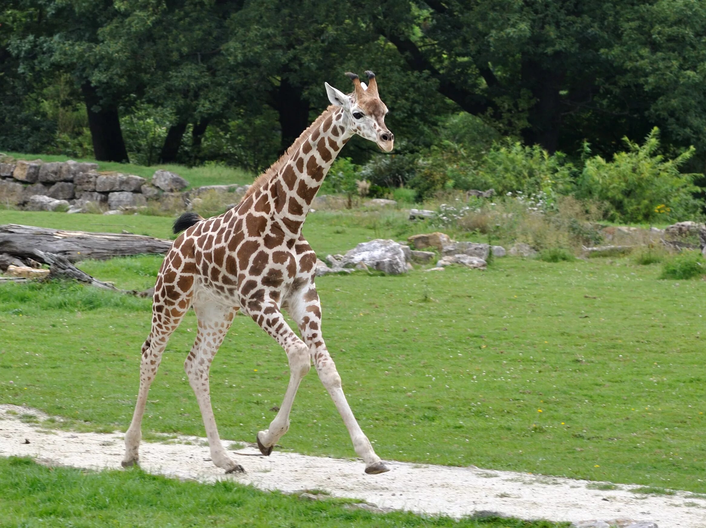 Фото жирафа в природе. Низкорослый жираф сканворд. Nubian giraffe. Низкорослый жираф сканворд. Низкорослый жираф сканворд.