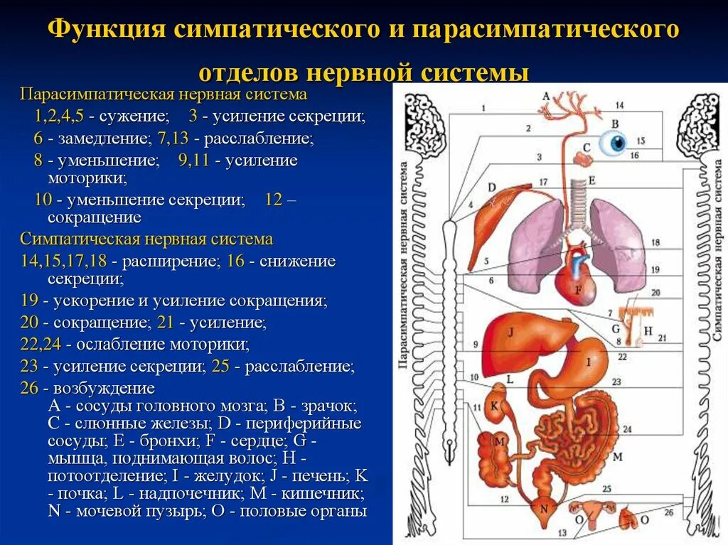 Нервный отдел и функции парасимпатической. Функции парасимпатической вегетативной системы. Функции парасимпатической нервной. Симпатический отдел вегетативной нервной системы функции. Парасимпатический отдел ВНС функции.