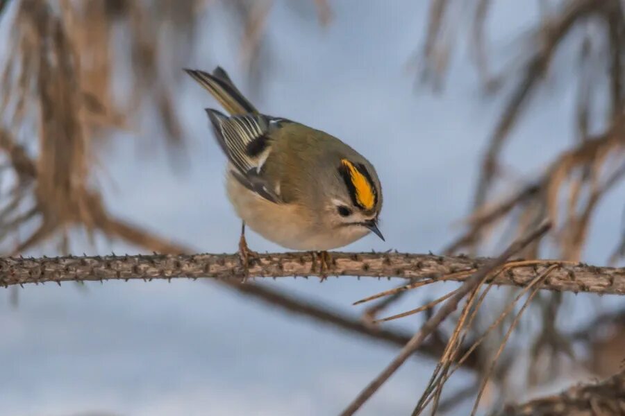 Желтоголовый королек самец. Золотомушка червоночуба. Синеголовый королек. Оранжевоголовый королёк. Королек крупным планом.