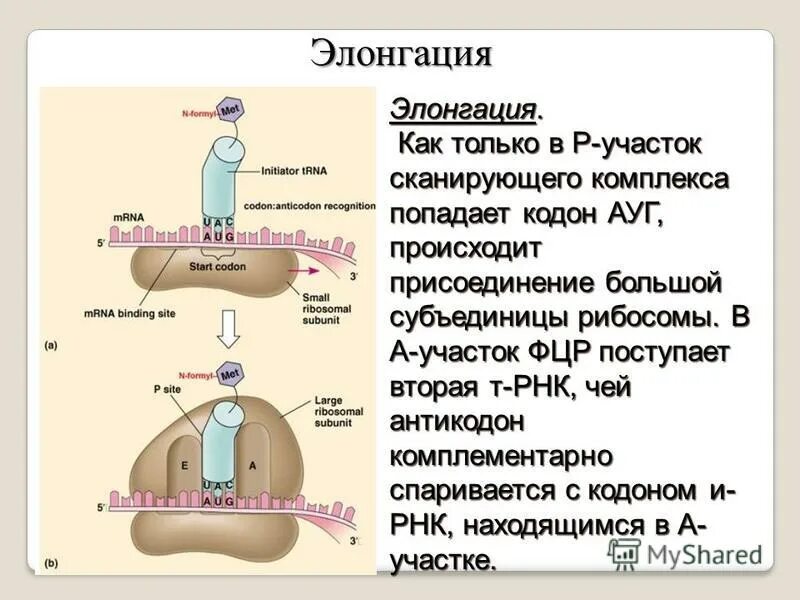 синтез полипептидной цепи на матрице ирнк это