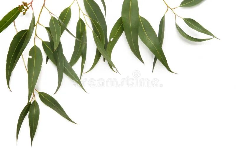 Листья эвкалипта фармакогнозия. Листья ивы для печати. Gum leaves. Gum leaves. Эвкалипт иволистный.