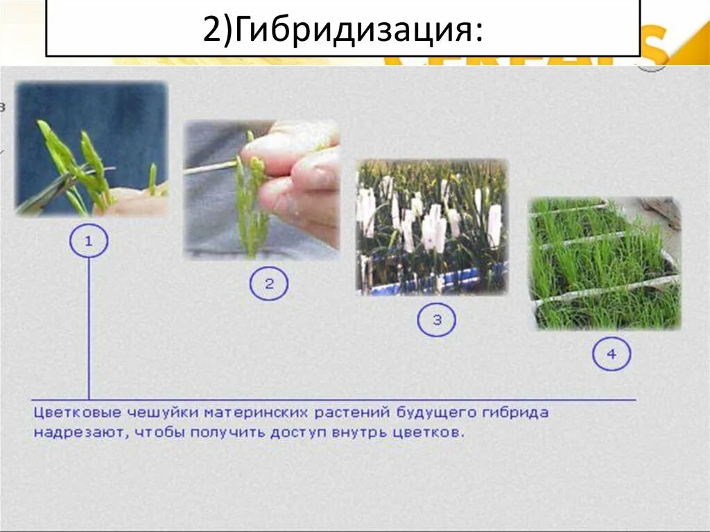 Получение чистых линий инбридингом