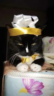 Коту 19 лет