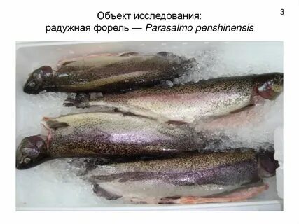 Форель отличие