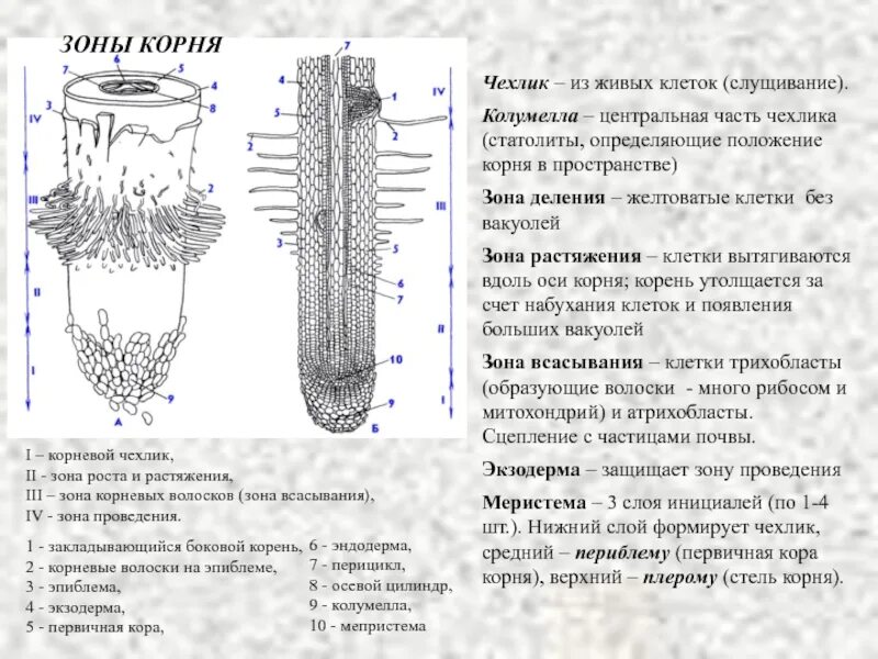 Какие функции выполняет чехлик. Корневой чехлик зона роста. строение чехлика корня. биология корневой чехлик зона. корневой чехлик строение и функции.