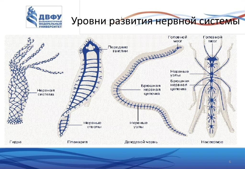Типы нервной системы у животных схема. Нервная система. Эволюция развития нервной системы. 1.Эволюция нервной системы.