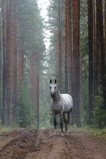 Серая лошадь ленинградская область