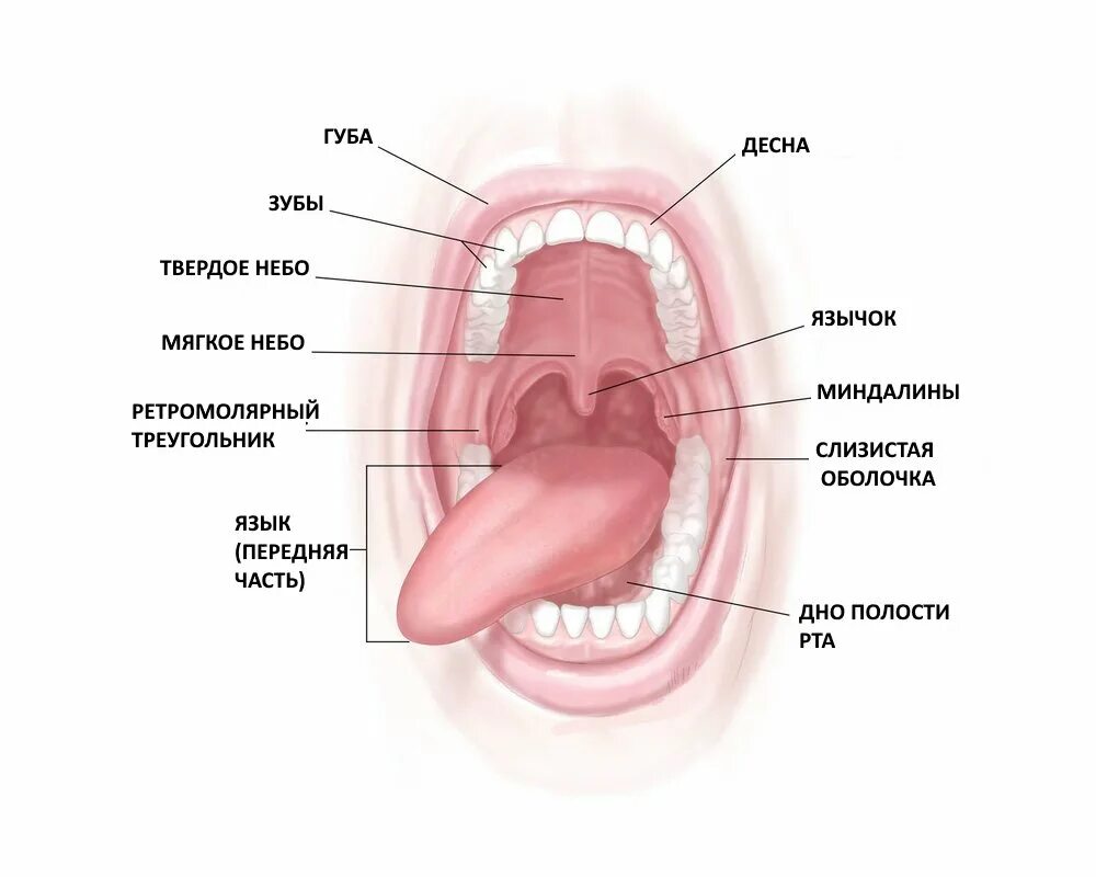 Ротовая полость норма. Пищеварительная система полость строение рта. Ротовая полость строение анатомия. Анатомия полости рта медунивер. Строение ротовой полости схема.
