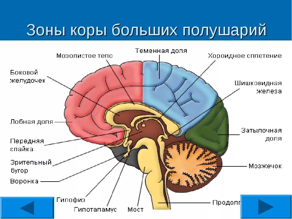 Структура и функции коры головного мозга