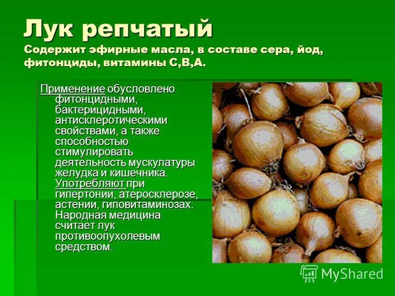 Витамины в луке репчатом. Витамины в луке репчатом. Откуда появились овощи. Лук репчатый витамины. Витамины в луке.