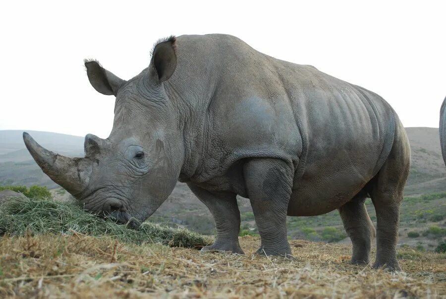 Носороги живут в лесу. Носорог травоядное животное. Непарнокопытные Носороговые. Суматранский носорог. Носорог хищник или травоядное.