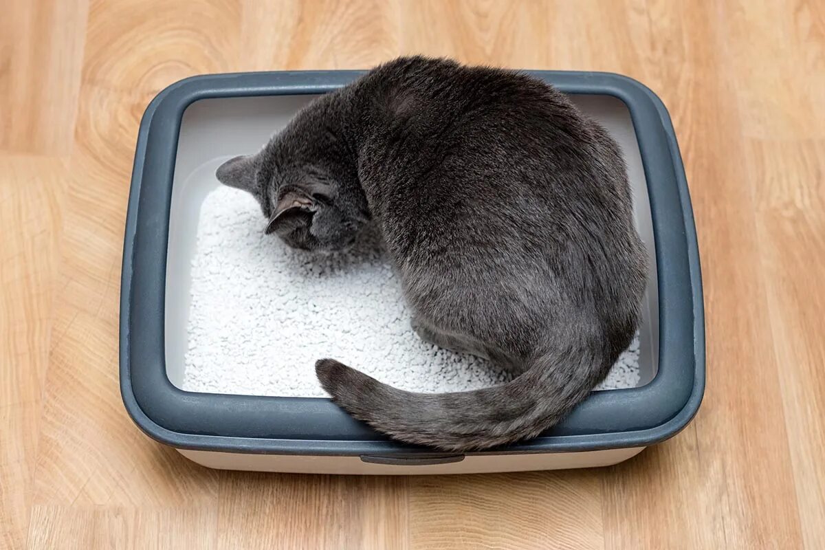 Коты используют людей