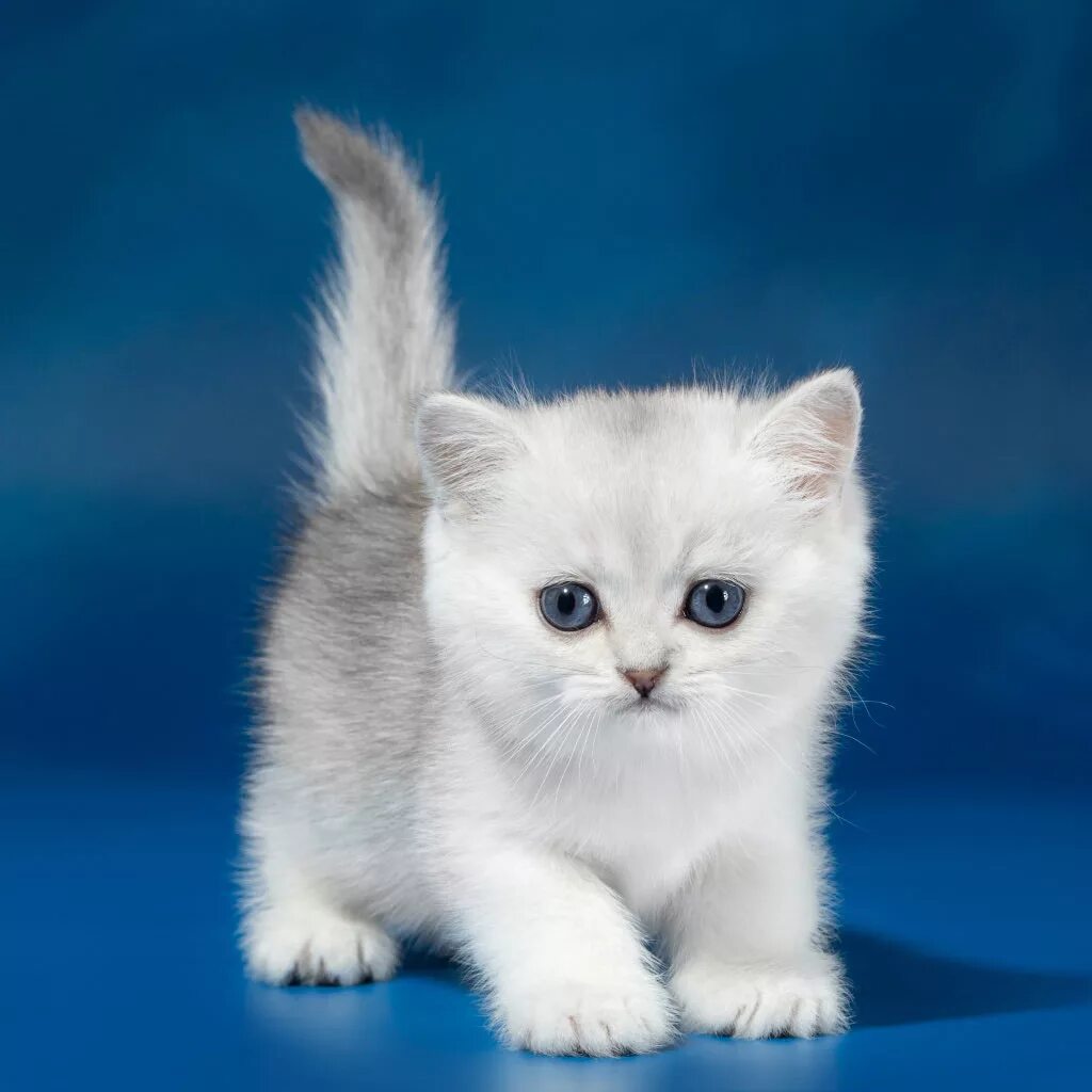 Британская короткошёрстная кошка. Британские кошки версо. Котята британской кошки версо. Британские короткошерстные котята. Сколько стоит кошечка