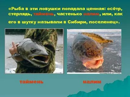Какая рыба попадалась в ловушку васюткино озеро