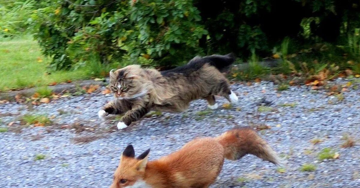 Кошка гонится. Кот догоняет. Кот и лиса. Кот гонится за лисой. Лиса погоня.