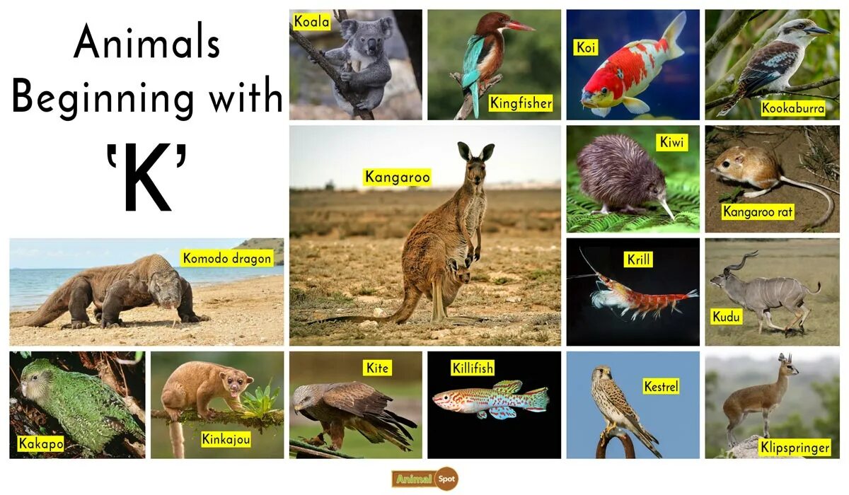 What animal are you. Who am i animals. Animal who or which. Animal who or which. Which animal is the biggest.