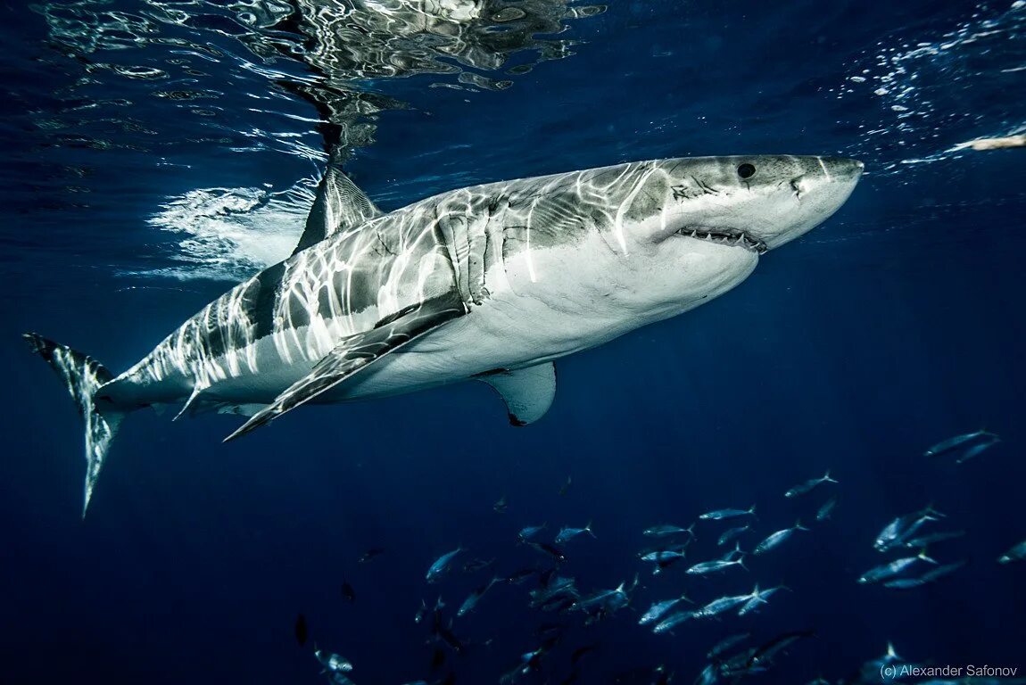Фотки больших акул. Tiburon Blanco. Белая акула. Большая белая акула. Белая акула фото.