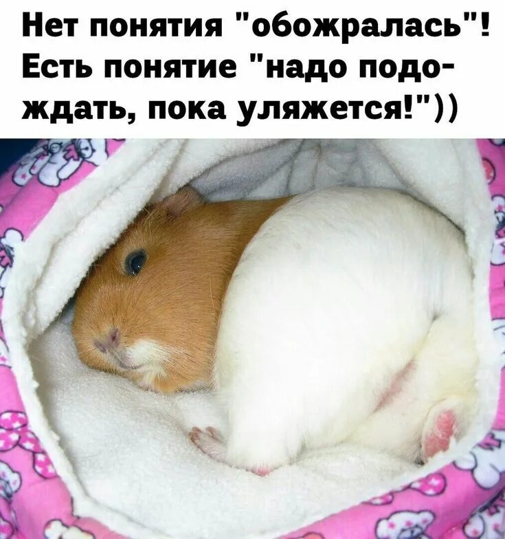 Ошибка в хомяке