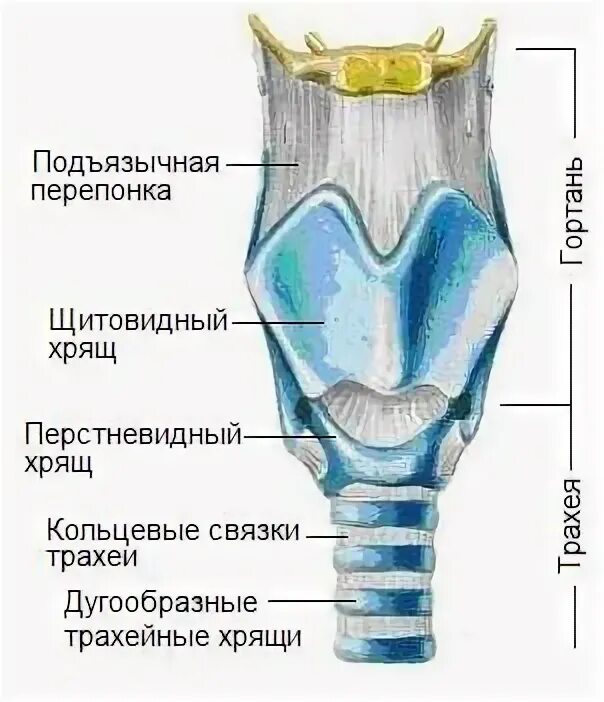 Хрящи трахеи. Гортань хрящи трахеи. Строение хряща трахеи. Клиновидный хрящи гортани анатомия. Трахея и бронхи вид спереди.