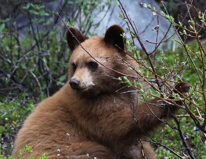 Bear description