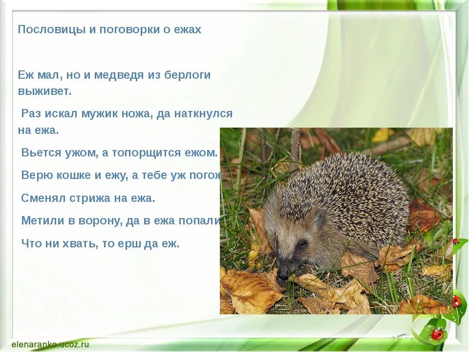 Какие слова на еж