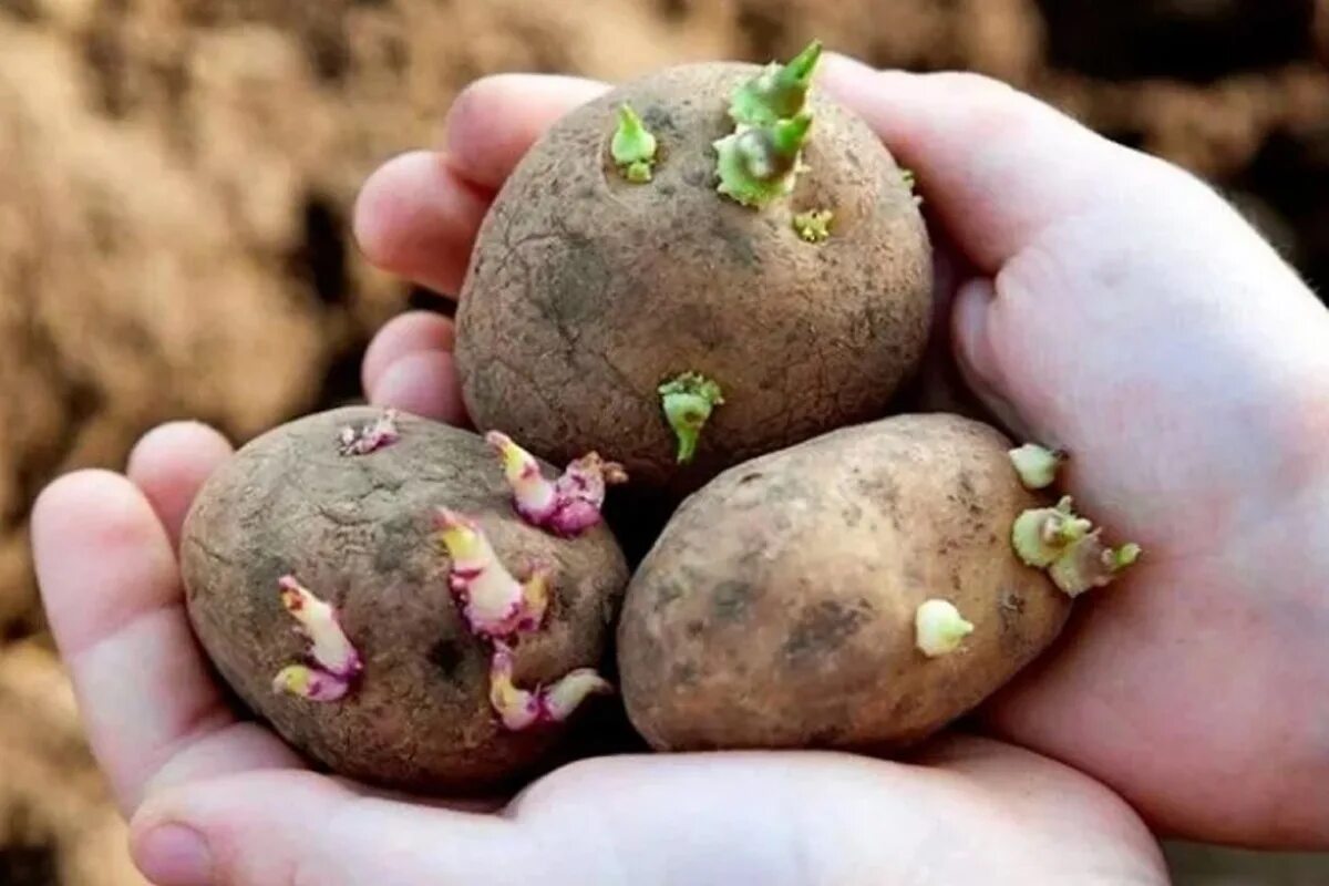 Картошка ростками вниз или вверх. Яровизация картофеля. Яровизация клубней картофеля. Клубень картофеля. Картофельные семена для посадки.