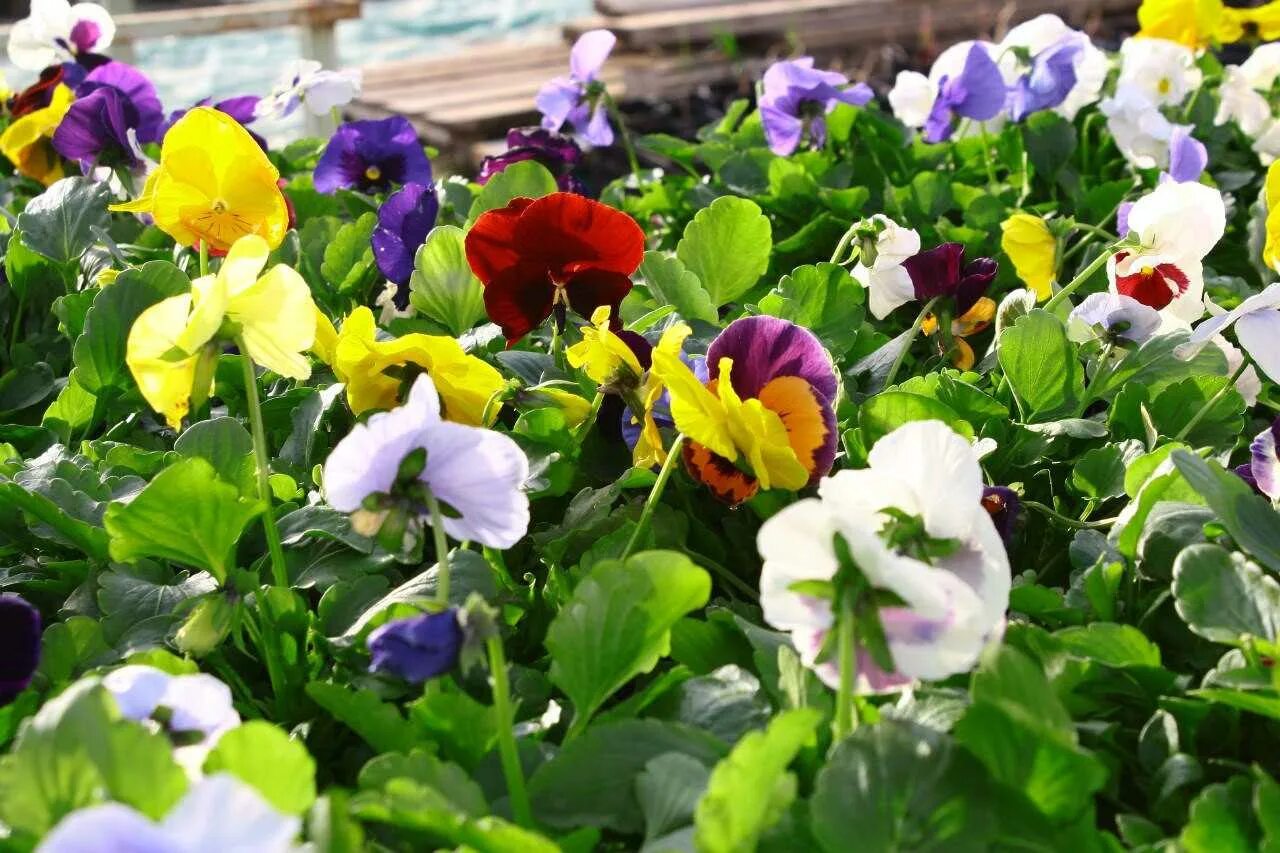 фиалка виттрока. виола агротехника. виола агротехника. рассада«анютины глазки», «виола». виола агротехника.