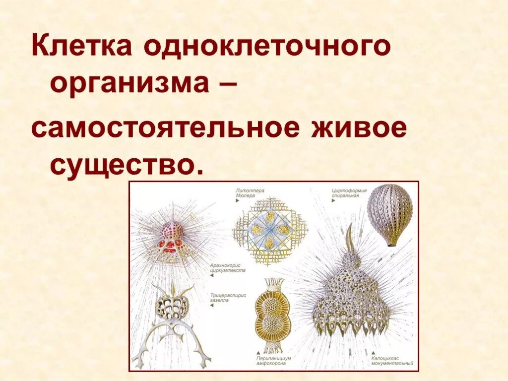 Происхождение одноклеточных происхождение многоклеточных. Одноклеточные и многоклеточные организмы. одноклеточные и многоклеточные клетки. строение многоклеточных организмов. клетка одноклеточный организм самостоятельное живое существо.