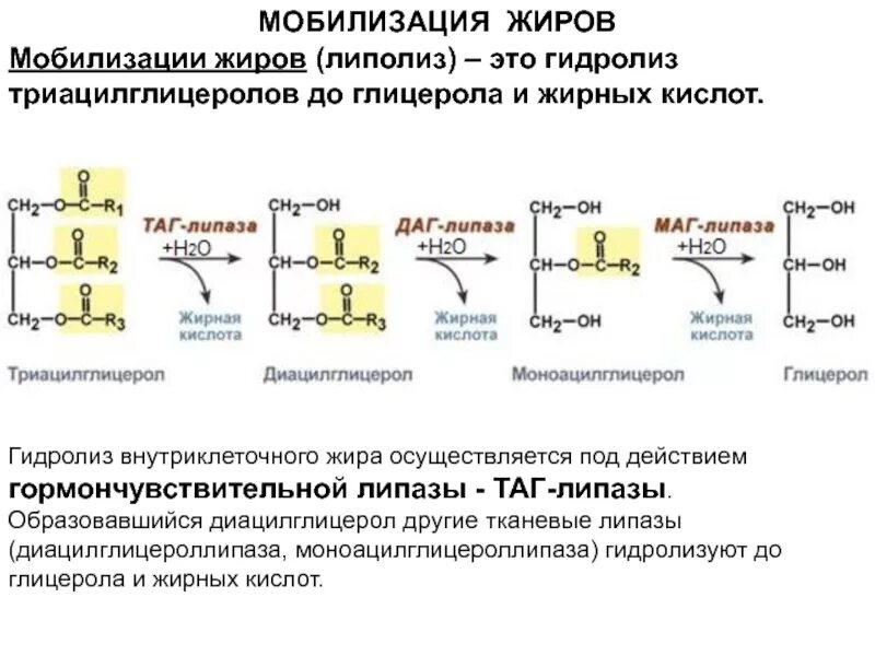 Жиры под действием ферментов печени. Схема регуляции активности таг-липазы. Липолиз внутриклеточный гидролиз триацилглицеридов. Тканевые липазы биохимия. Схемы процесс мобилизации жира из депо.