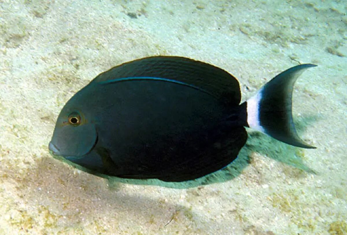 Черная рыба 6 букв. Acanthurus nigricauda. Acanthurus auranticavus. Красное море рыба хирург. Рыба хирург Египет Шарм-Эль-Шейх.