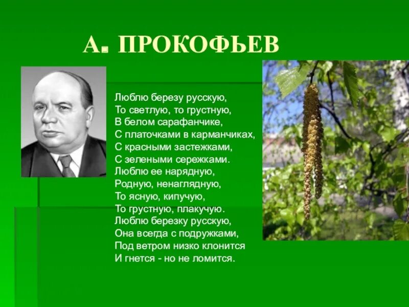 Прокофьев береза стихотворение. Стихотворение Березка Прокофьев. Прокофьев поэт люблю березу.