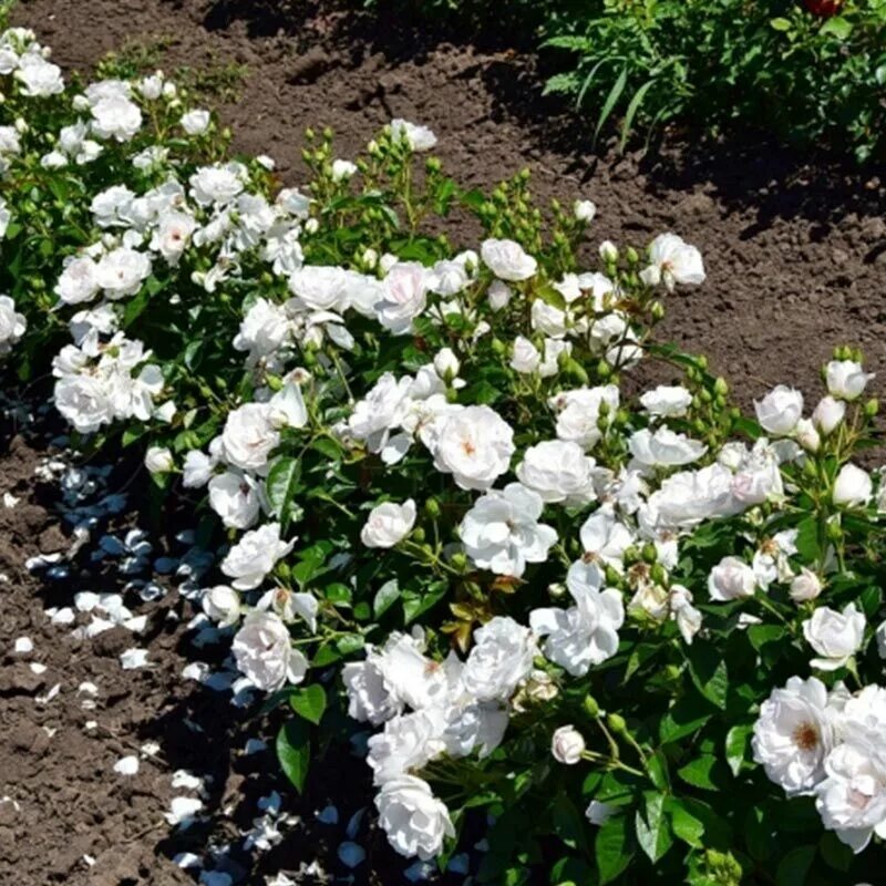 Галерея - Florajet ® (Masflora) - Энциклопедия роз