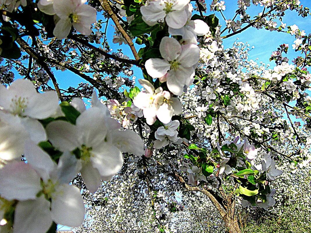 Цвета ли яблони. Яблоня Сиверса. "Яблони в цвету", 1935 Батурин. Цветущие яблони Изборск. Расцветали яблони.