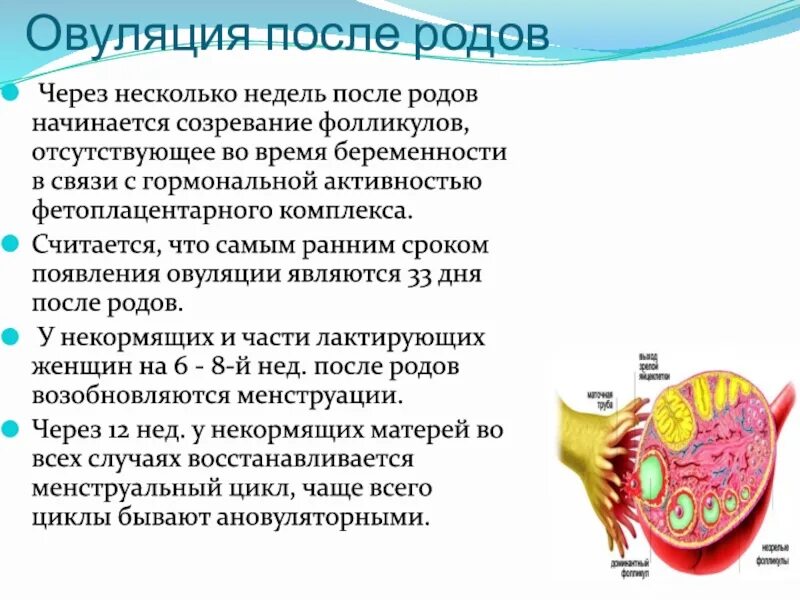 Когда начинается овуляция после родов. Овуляция после родов при грудном вскармливании. Первая овуляция после родов. Овуляция после завершения гв. Первая овуляция после беременности