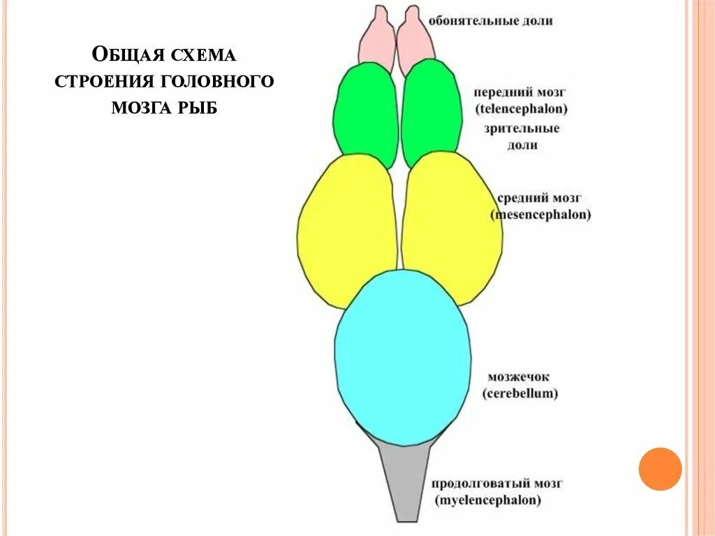 Отделы головного мозга рыбы схема. Схема строения головного мозга костных рыб. Схема головного мозга костной рыбы. Строение головного мозга отделы головного мозга рыбы.