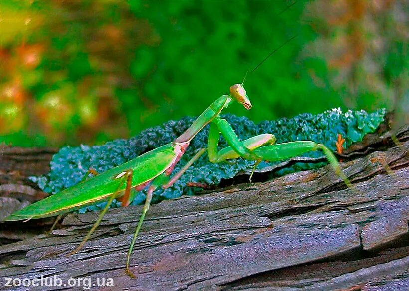 Африканский короткокрылый богомол. Восточно Африканский богомол. Sphodromantis lineola. Древесный богомол.