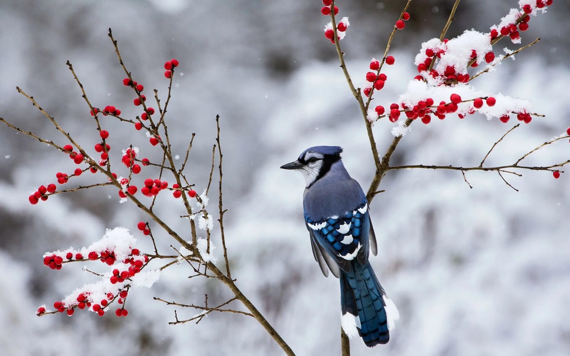 Природа снег птица. Голубая Сойка зимой. «Голубые сойки». Зимующие птицы Сойка. Зимняя ветка.