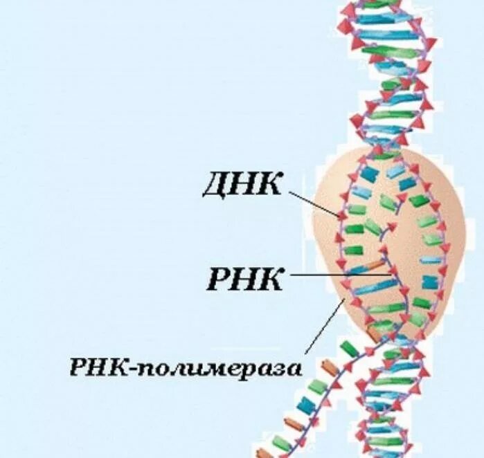 Нить рнк. Строение транскрипции ДНК. ДНК И РНК. Генетическая РНК. Молекула ДНК.