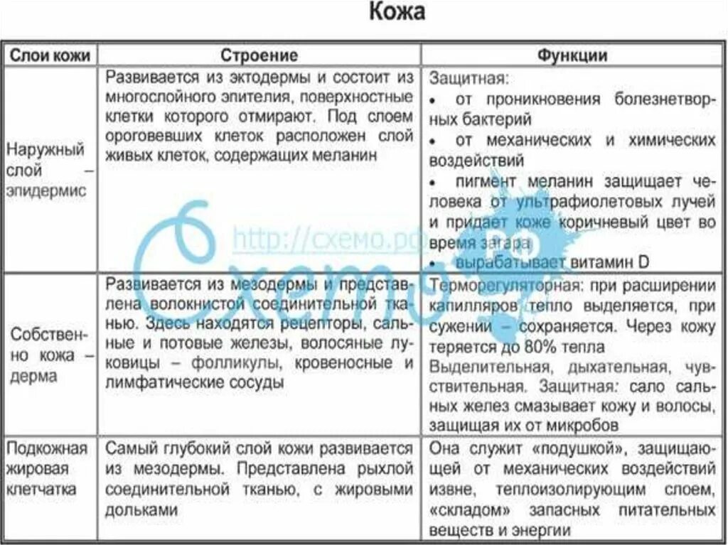 Функции кожи таблица 8 класс биология. Строение и функции кожи таблица. Железы кожи функции таблица. Слои кожи и их функции. Физиологические функции кожи.