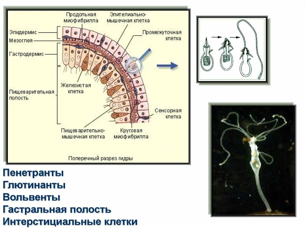 Пенетранты вольвенты глютинанты. Гастральная полость кишечнополостных. Интерстициальные клетки гидры. Интерстициальные клетки кишечнополостных. Имеет гастральную полость