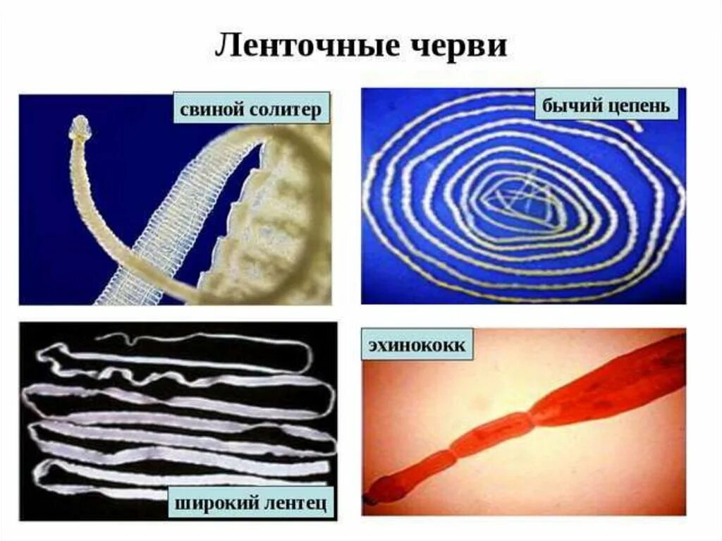 Бычий цепень дегенерация. Ленточные черви бычий цепень. Представители класса ленточные черви цестоды. Черви паразиты бычий цепень.