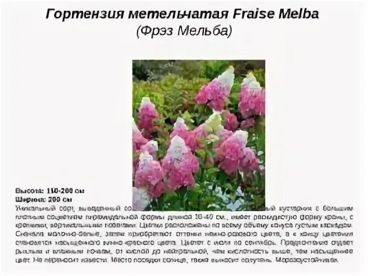 Гортензия метельчатая Ванилла Фрэйз (Vanille Fraise) лицензионный сорт в интерне
