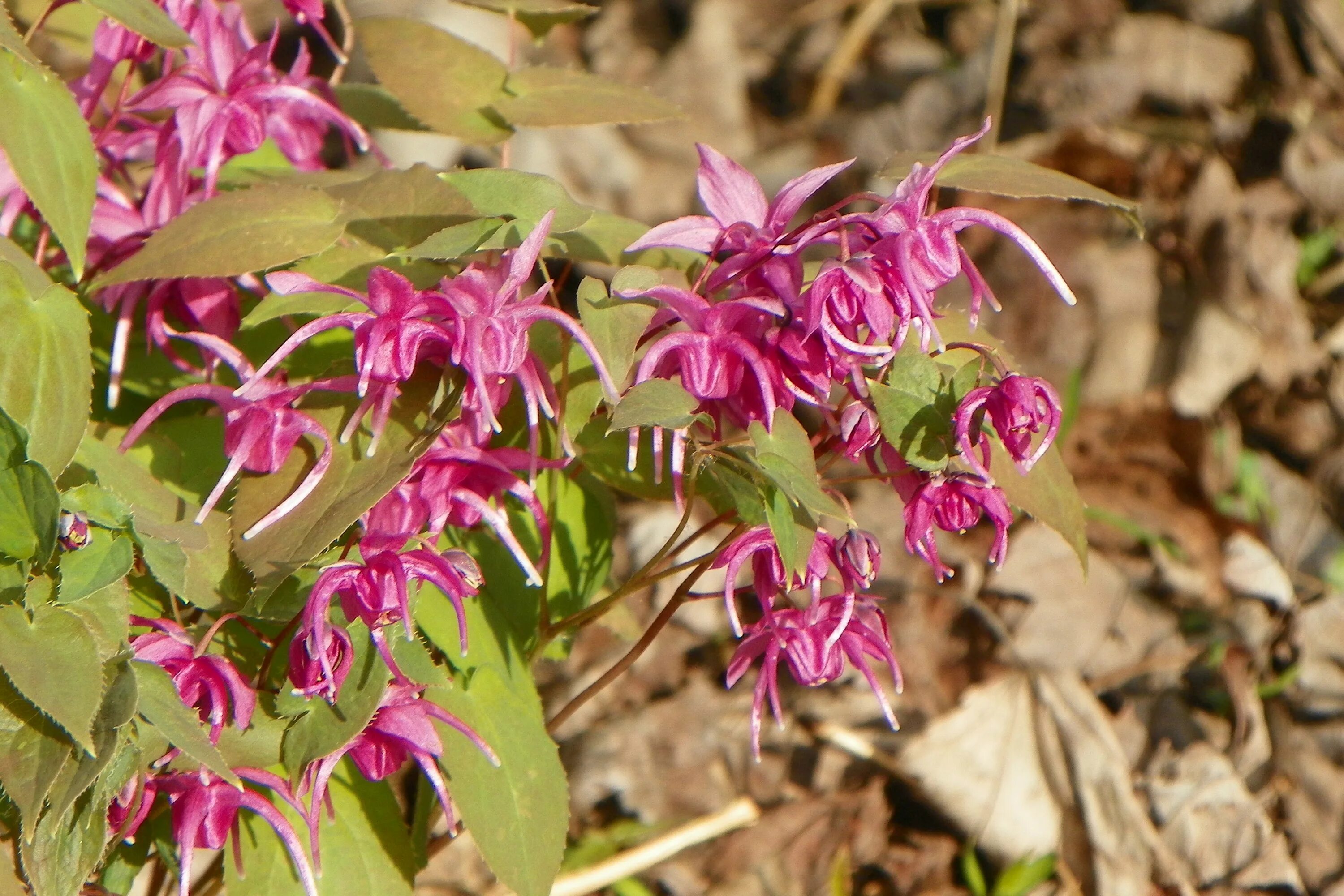 Горянка отзывы. Горянка красная epimedium rubrum. горянка ред бьюти. горянка крупноцветковая. горянка крупноцветковая lilafee.